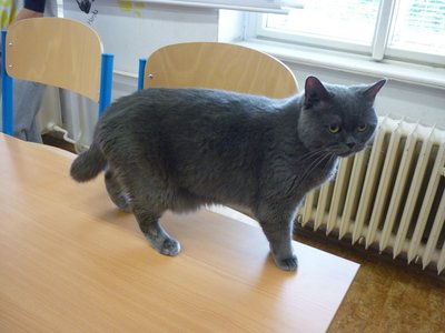 18.06.2015 - PET LESSON (hodina přírodovědy 5.B) - Album - fotografie 24