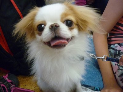 18.06.2015 - PET LESSON (hodina přírodovědy 5.B) - Album - fotografie 16