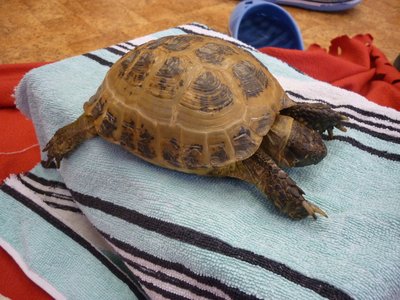 18.06.2015 - PET LESSON (hodina přírodovědy 5.B) - Album - fotografie 28