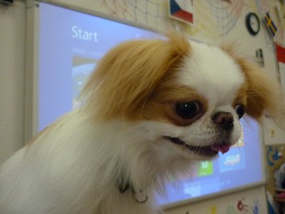 18.06.2015 - PET LESSON (hodina přírodovědy 5.B) - Album - fotografie 9