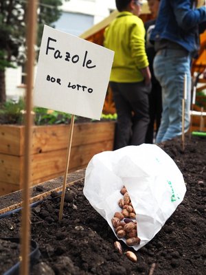 17.06.2019 - Projekt Garden Food (zeměpisný kroužek) - Album - fotografie 13