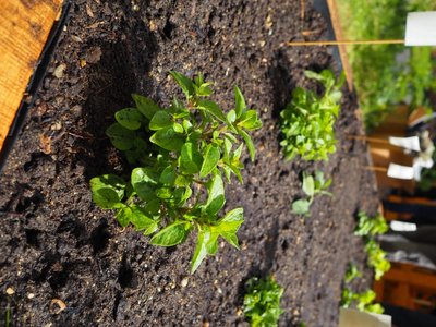17.06.2019 - Projekt Garden Food (zeměpisný kroužek) - Album - fotografie 8